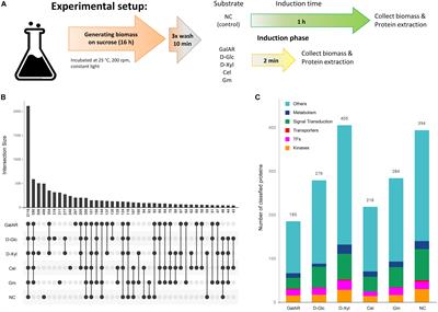 Broad Substrate-Specific Phosphorylation Events Are Associated With the Initial Stage of Plant Cell Wall Recognition in Neurospora crassa